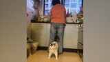 Your cat is your protector | Cute Cat And Owner 2023🐱