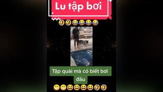giảitrí chócute chómèohàihước  Lu tập bơi