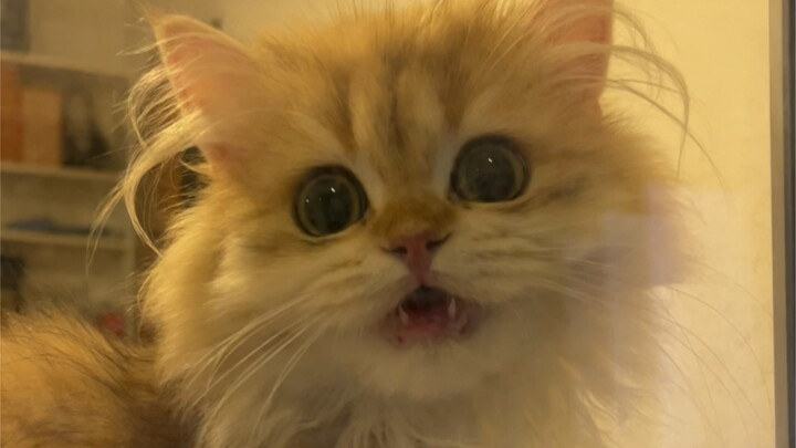 When I pretended I was locked outside the window, my little cat was beside herself with worry...