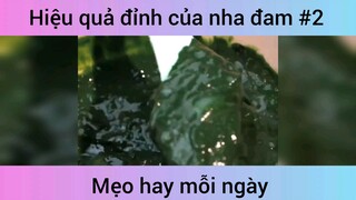 Hiệu quả đỉnh của nha đam p2
