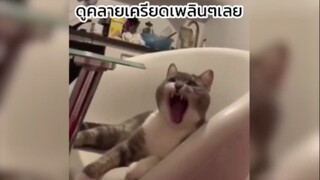 ดูเพลินๆทั้งวันน