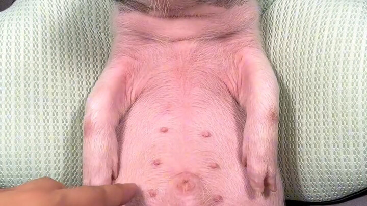 The pig is very well-behaved!