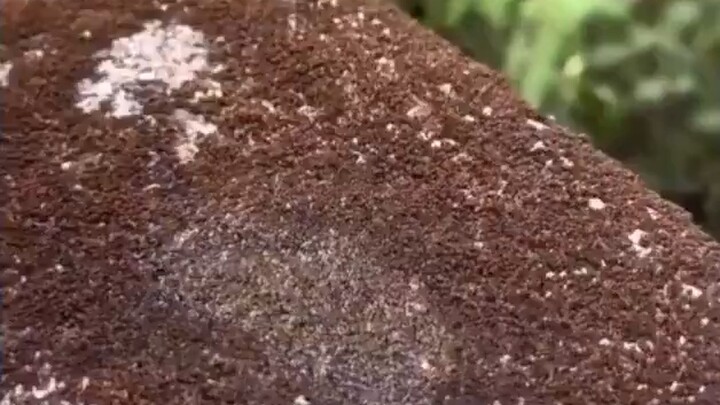 Moss can enter a seemingly dead, dormant, and desiccated state, but once it regains moisture, it can