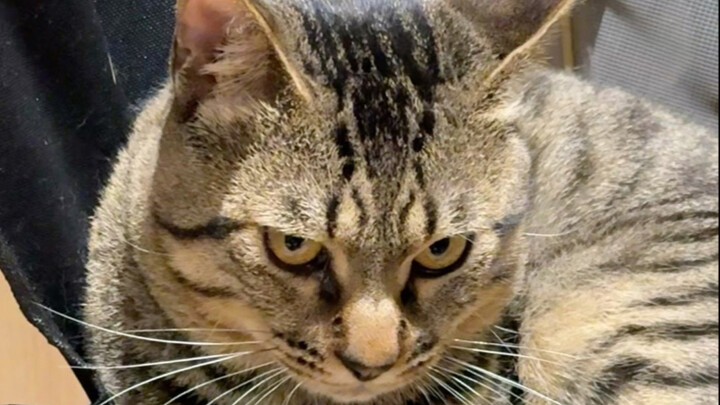 تربي القطط ألف يوم، وتستخدمها لحظة واحدة فقط!