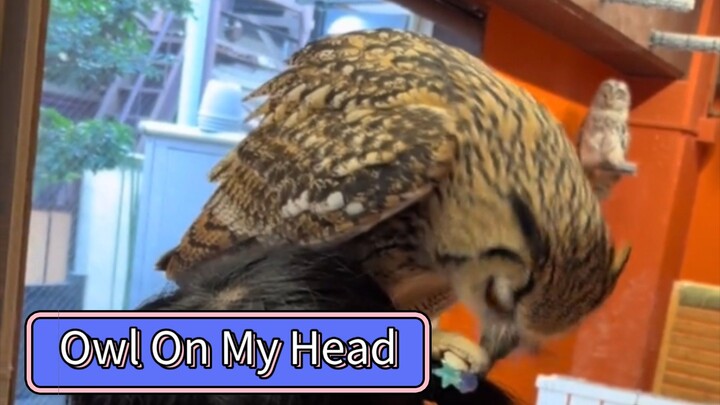 Owo! Owl is On my Head