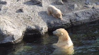 The little polar bear was very anxious when he saw his mother jumping into the water... Then he slip