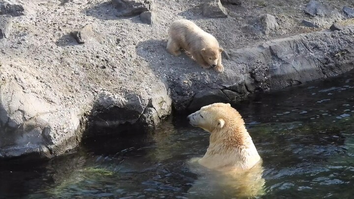 The little polar bear was very anxious when he saw his mother jumping into the water... Then he slip