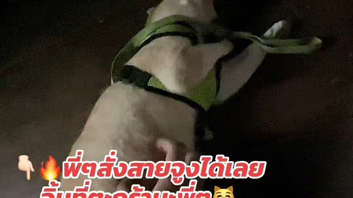 มีตังค์ มาแนะนำสายจูงนะพี่ๆ