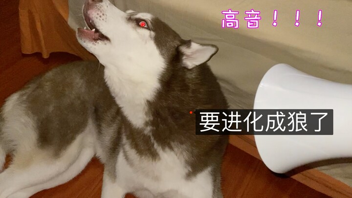 Begitu dengar suara tukang loak, anjing Siberian Husky langsung melolong seperti serigala—apa sebena