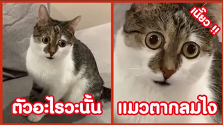 ตัวอะไรฟะนั้น มอ แมว ตากลมไง !! ( รวมฮาพากย์ไทย )