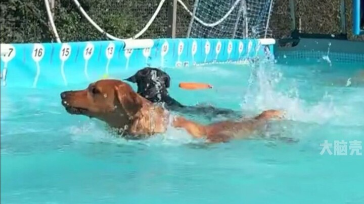 Legenda bahwa anjing Labrador langsung melompat begitu melihat air itu benar adanya!