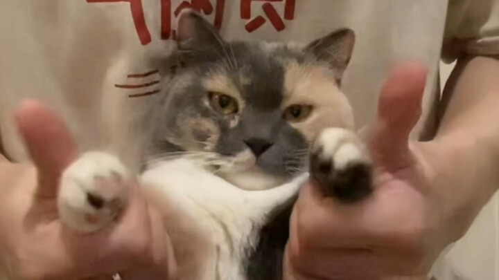 Masa stagnasi Xiao Miao Mao adalah aku.