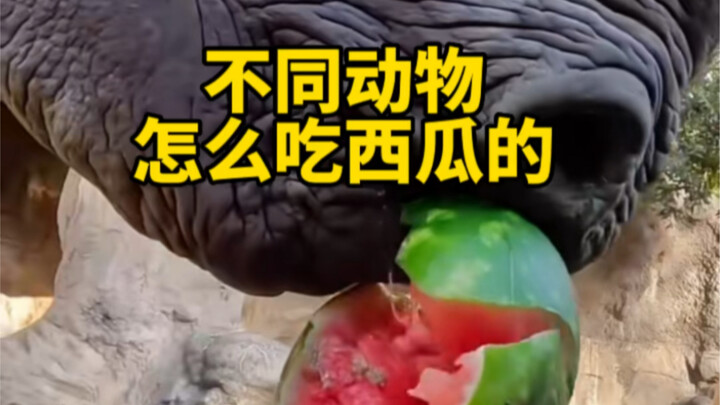 Hot Summer: Watch How Different Giant Animals Devour Watermelons!