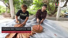 ตามอำเภอจาน 2025 พาไปออกช้อนแมงกะพรุน ที่ จังหวัดระยอง วันอังคารที่ 15 ก.ค. เวลา 18.00 น.