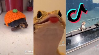 Cute and Funny TikToks of Reptiles - Retptile Side of TikTok #8