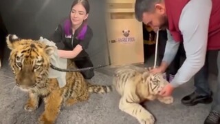 عندما يأخذ روسي شبل النمر إلى متجر الحيوانات الأليفة للاستحمام...