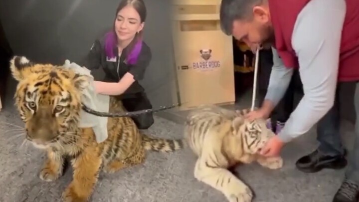 Khi một người Nga đưa một chú hổ con vào cửa hàng thú cưng để tắm...