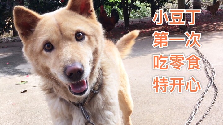 น้องหมาที่ไม่เคยกินขนมมาก่อน พอได้ชิมครั้งแรกก็ดีใจจนแทบจะลอยไปเลย! ต่อไปเจ้าจะชื่อ “เสี่ยวโต้วติง” 