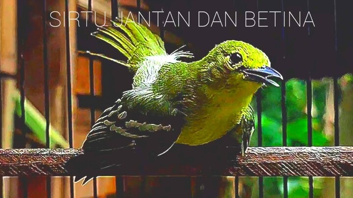 Suara Burung Cipoh Gacor " Tempel Sirtu