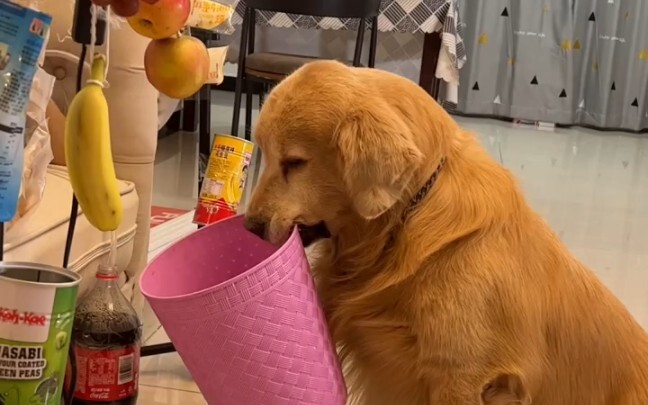 มีสัตว์เลี้ยงให้กอด มีคนรับใช้คอยปรนนิบัติ นี่แหละคงใช่ชีวิตอันสงบสุขตามกาลเวลา