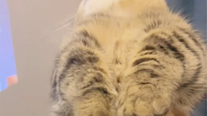 The big carp is dead—five yuan.