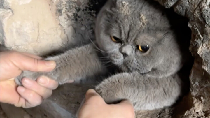 How joyful can cats be when returning to the village for the New Year?