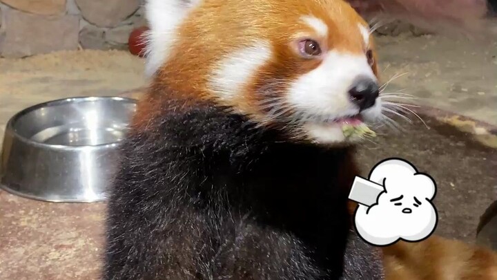 Touching a red panda’s tail right in front of it? Seriously, it’s so freaking thrilling!
