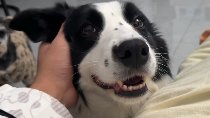 What will the dog do if you suddenly stop petting its ears when it's enjoying it so much?