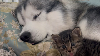 The little kitten actually likes a Husky!