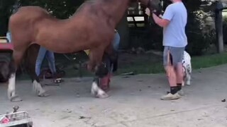 Seekor kuda yang menderita skoliosis