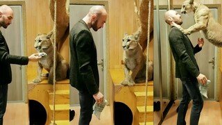 当美洲狮梅西尿床后...