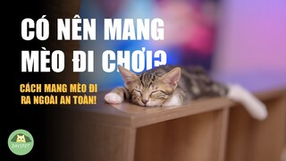 Có nên mang và cho mèo đi chơi? - dắt mèo đi dạo |Dayspet