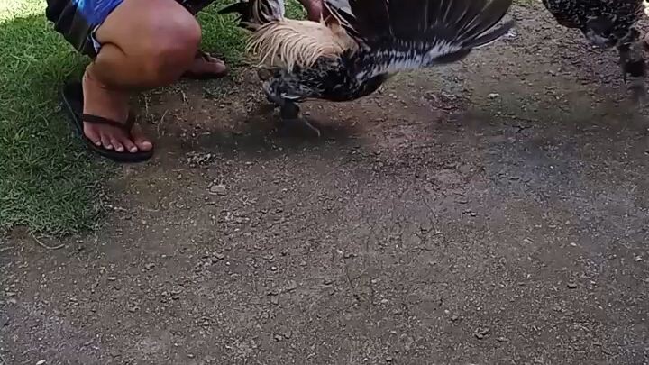 my Battle cock, spar time
