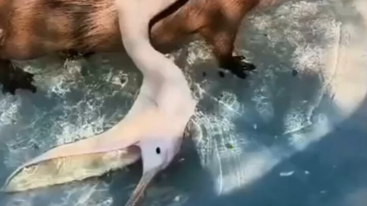 The pelican’s fishing method is hilarious—take the bait if you dare!