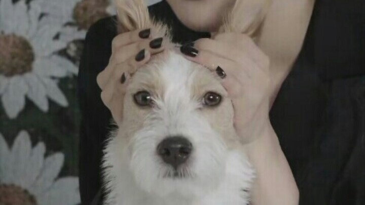 【بارك تشاي يونغ】الإنجليزية الأسترالية التي تُمزّق القلب