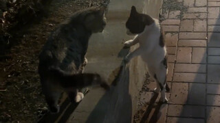 你们俩别吵啦，看在我的面子上