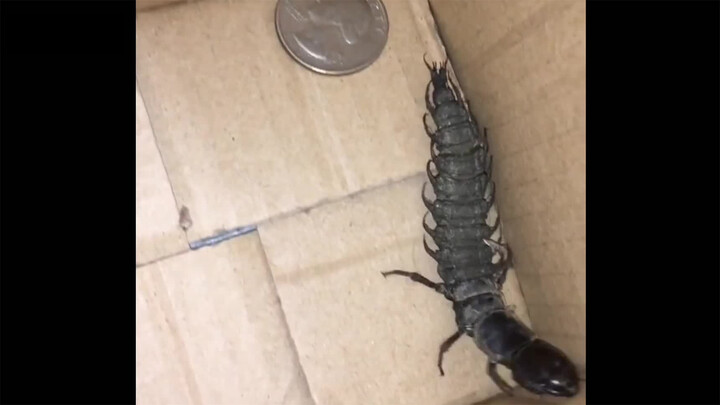 [Animals] A Variety Of Terrible Sick Creatures