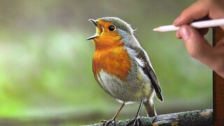 Cara membangkitkan burung