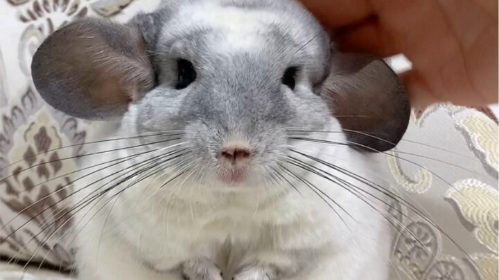 Hầu hết Totoro đều chỉ là giả vờ đe dọa...