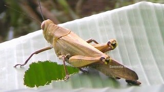 Belalang Daun Makan Daun Pisang