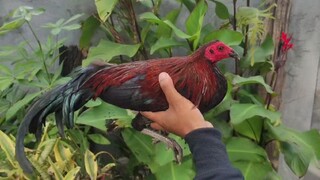 palo ni meron palo parin ni meron bayad din ni meron 😁 #pinoybantameros