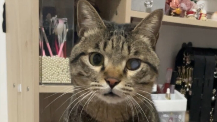 Saya tidak sengaja mengunci kucing saya di luar ruangan ber-AC selama sehari, dan anak kucing itu me