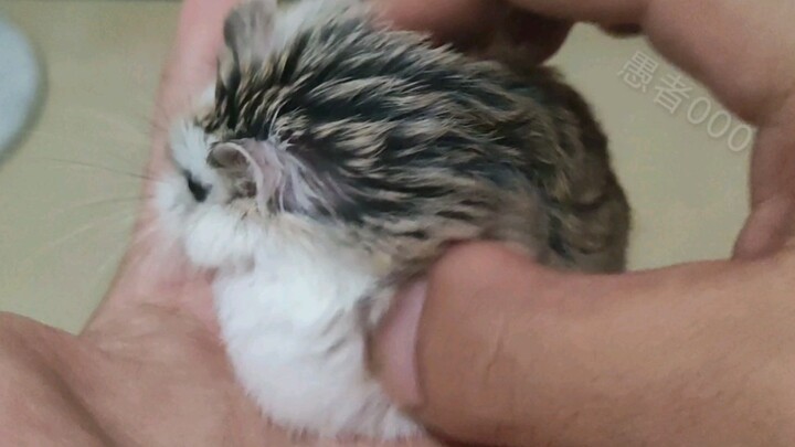 ตอนนวดให้พ่อตาอยู่ดีๆ ก็หยุดกะทันหัน แล้วมันกลับเร่งให้ฉันทำต่ออีกเหรอ?