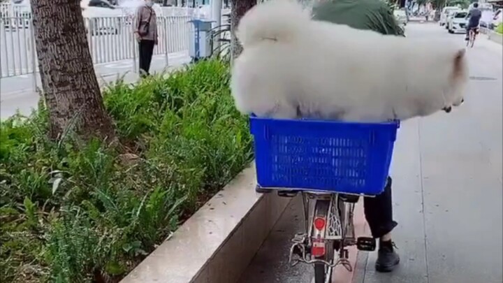 Samoyed: I’m not fat, really—just look for yourself if you don’t believe me!