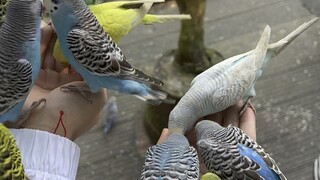 This is the real little bird @carrot eat milo