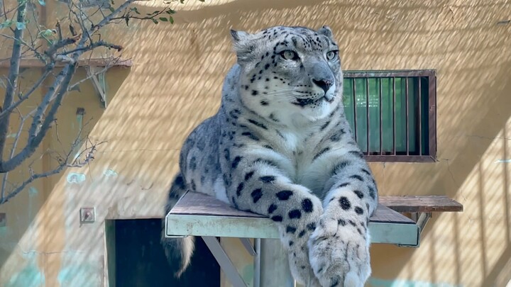 【Cute Animals】An awakened big cat