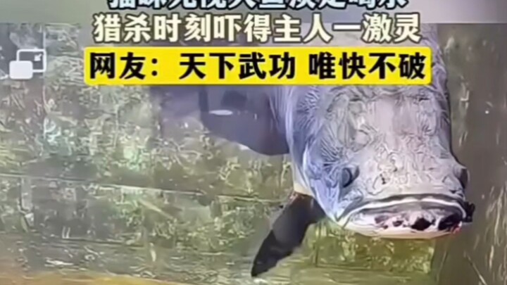 天下武功  唯快不破