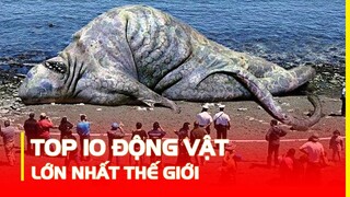 TOP 10 LOÀI ĐỘNG VẬT LỚN NHẤT THẾ GIỚI | HÓNG KHÁM PHÁ