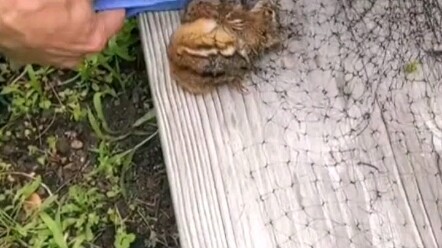 Tupai kecil terjerat jaring dan nyaris tak bernyawa, diselamatkan oleh..