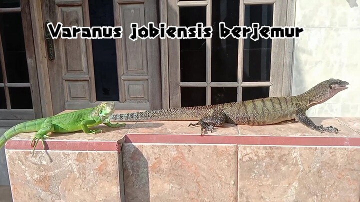 Menjemur iguana dan Varanus jobiensis